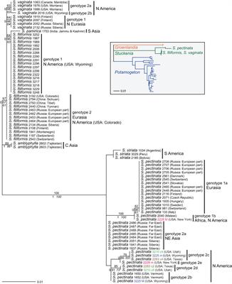 Evolutionary history and patterns of geographical variation, fertility, and hybridization in Stuckenia (Potamogetonaceae)